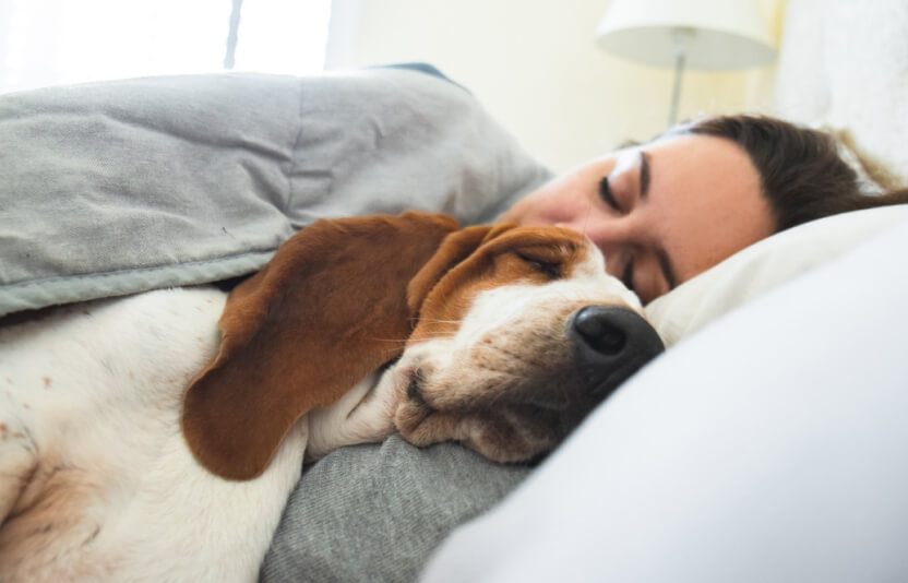 Собака слегка сонная, лежит на подстилке, владелец рядом гладит